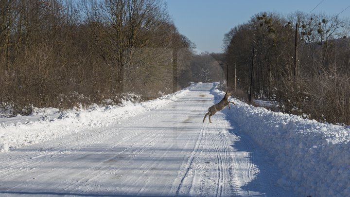 Hrană pe timp de iarnă. Cum se alimentează animalele din pădure în perioada rece a anului