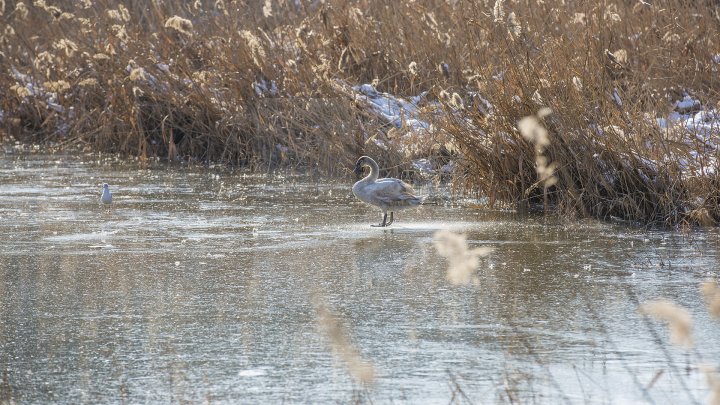 FRUMUSEŢE RARĂ în plină iarnă în parcul Valea Morilor. Un pui de lebădă a atras privirile a zeci de trecători (FOTOREPORT)