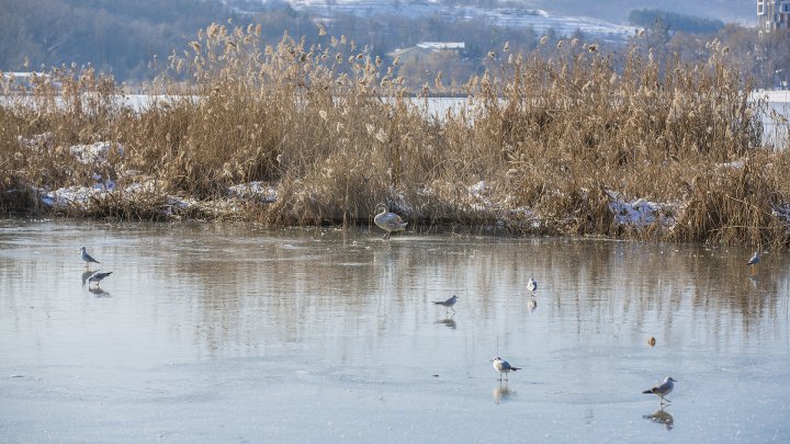 FRUMUSEŢE RARĂ în plină iarnă în parcul Valea Morilor. Un pui de lebădă a atras privirile a zeci de trecători (FOTOREPORT)