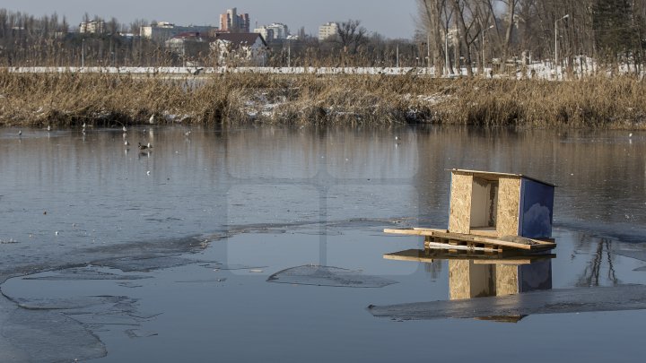 FRUMUSEŢE RARĂ în plină iarnă în parcul Valea Morilor. Un pui de lebădă a atras privirile a zeci de trecători (FOTOREPORT)