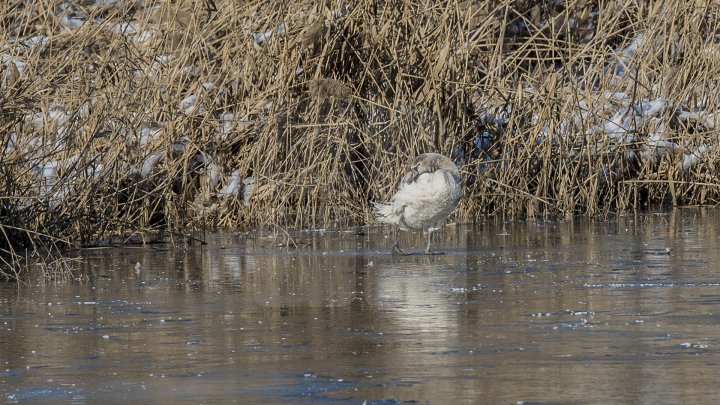 FRUMUSEŢE RARĂ în plină iarnă în parcul Valea Morilor. Un pui de lebădă a atras privirile a zeci de trecători (FOTOREPORT)