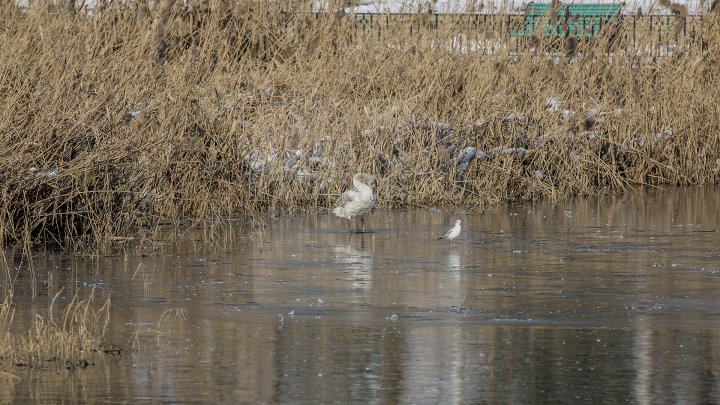 FRUMUSEŢE RARĂ în plină iarnă în parcul Valea Morilor. Un pui de lebădă a atras privirile a zeci de trecători (FOTOREPORT)