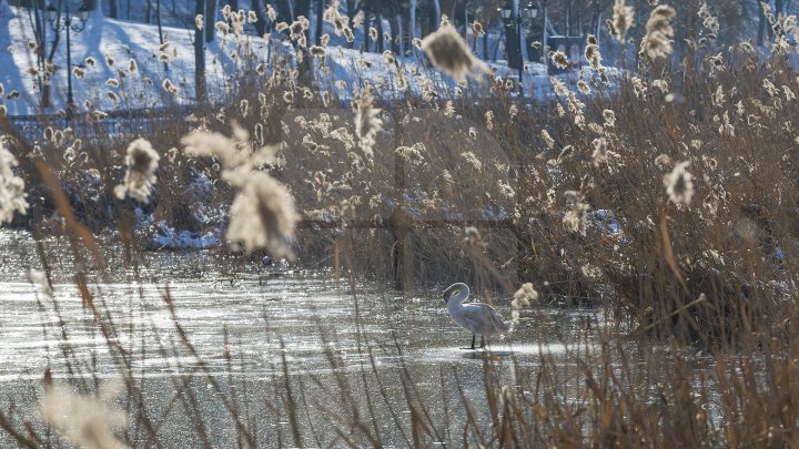 FRUMUSEŢE RARĂ în plină iarnă în parcul Valea Morilor. Un pui de lebădă a atras privirile a zeci de trecători (FOTOREPORT)