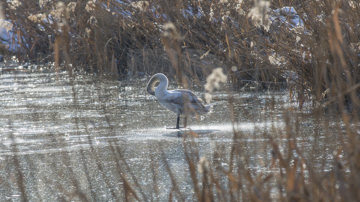 FRUMUSEŢE RARĂ în plină iarnă în parcul Valea Morilor. Un pui de lebădă a atras privirile a zeci de trecători (FOTOREPORT)