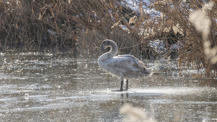 FRUMUSEŢE RARĂ în plină iarnă în parcul Valea Morilor. Un pui de lebădă a atras privirile a zeci de trecători (FOTOREPORT)