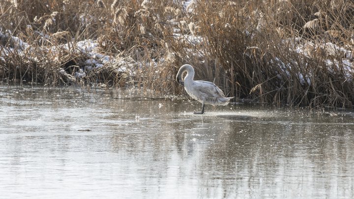 FRUMUSEŢE RARĂ în plină iarnă în parcul Valea Morilor. Un pui de lebădă a atras privirile a zeci de trecători (FOTOREPORT)