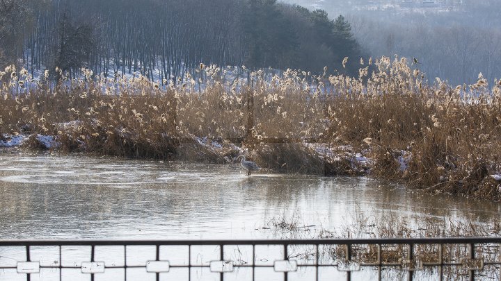 FRUMUSEŢE RARĂ în plină iarnă în parcul Valea Morilor. Un pui de lebădă a atras privirile a zeci de trecători (FOTOREPORT)