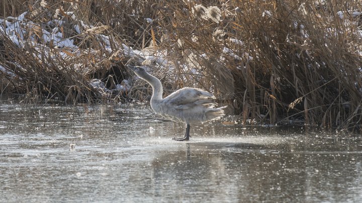 FRUMUSEŢE RARĂ în plină iarnă în parcul Valea Morilor. Un pui de lebădă a atras privirile a zeci de trecători (FOTOREPORT)