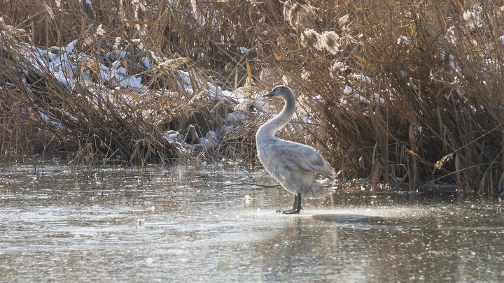 FRUMUSEŢE RARĂ în plină iarnă în parcul Valea Morilor. Un pui de lebădă a atras privirile a zeci de trecători (FOTOREPORT)