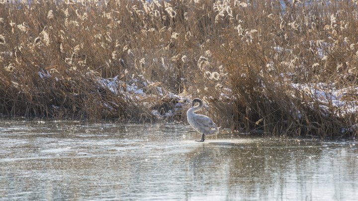 FRUMUSEŢE RARĂ în plină iarnă în parcul Valea Morilor. Un pui de lebădă a atras privirile a zeci de trecători (FOTOREPORT)