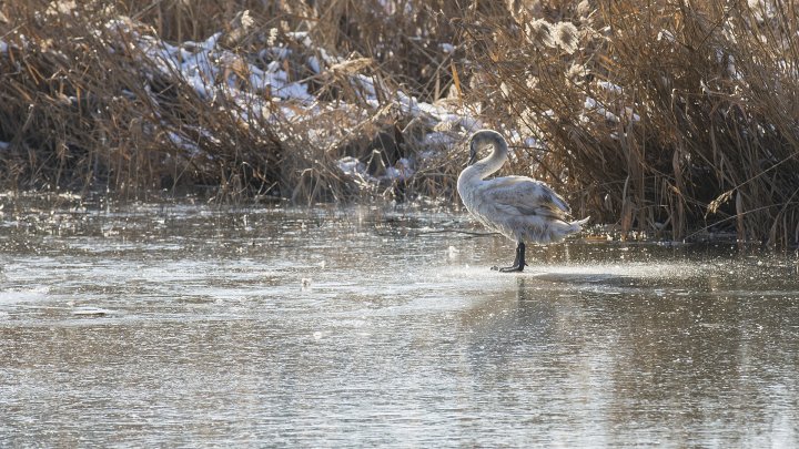 FRUMUSEŢE RARĂ în plină iarnă în parcul Valea Morilor. Un pui de lebădă a atras privirile a zeci de trecători (FOTOREPORT)