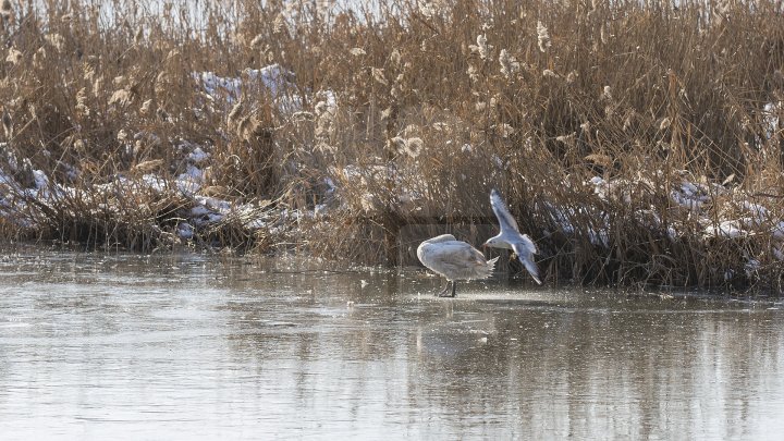 FRUMUSEŢE RARĂ în plină iarnă în parcul Valea Morilor. Un pui de lebădă a atras privirile a zeci de trecători (FOTOREPORT)