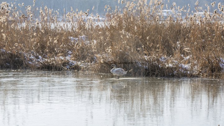 FRUMUSEŢE RARĂ în plină iarnă în parcul Valea Morilor. Un pui de lebădă a atras privirile a zeci de trecători (FOTOREPORT)