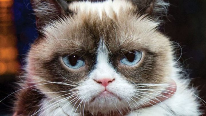 Motanul Grumpy Cat a câştigat în instanţă despăgubiri record. Cu ce sumă s-a ales