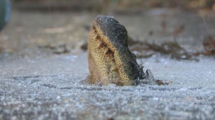 Mai mulţi aligatori, prinși cu botul la suprafaţă într-un lac. Momente incredibile după dezgheț (FOTO/VIDEO)