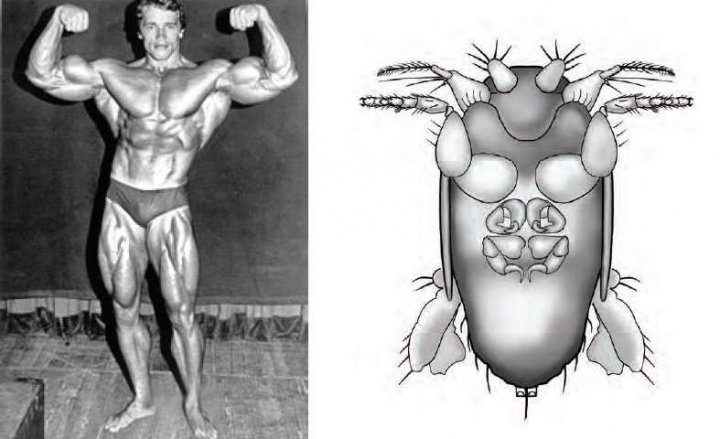 A fost descoperită musca care seamănă cu Arnold Schwarzenegger, susţin biologii (FOTO)