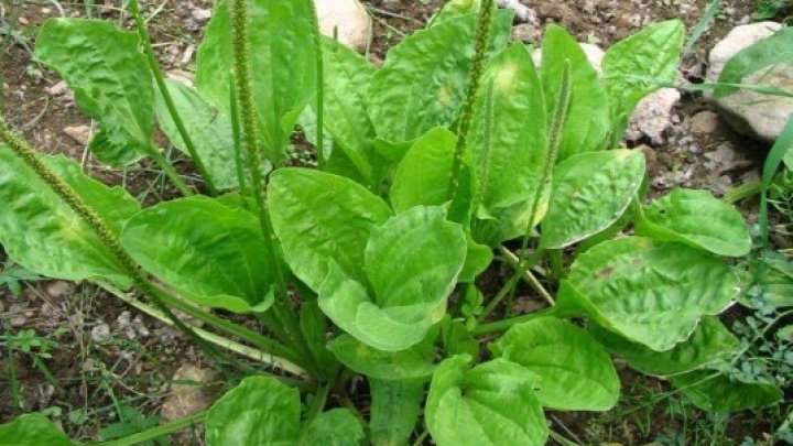 Planta miraculoasă care te ajută să scapă de fumat. Rezultatul este incredibil 