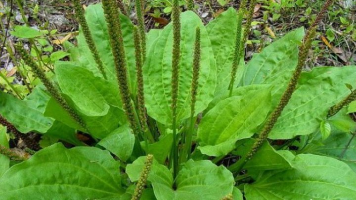 Bine de știut! Planta care te ajută să te laşi de fumat pentru totdeauna