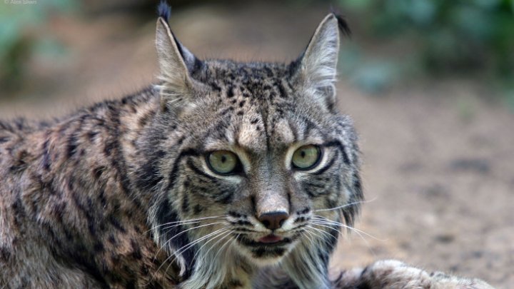 Un râs de o specie rară, surprins într-un parc naţional din România