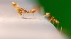 Furnicile "paramedici", primele insecte ce îşi salvează şi tratează camarazii