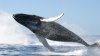 Intervenţie reuşită! O balenă cenuşie, salvată după ce a eşuat într-un canal de mică adâncime din vestul Mexicului