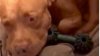 VIRAL PE INTERNET! Un câine adoarme ca un bebeluş în timp ce stăpânul său îi cântă piese de leagăn (VIDEO)