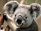 Studiu: Seceta, un pericol pentru animalele sălbatice emblematice din Australia