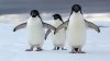 SPECTACOL în Patagonia. Sute de mii de pinguini se pregătesc să migreze spre nord