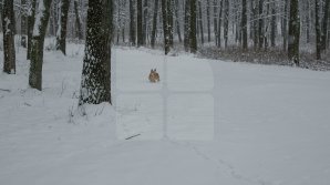 METEO 24 FEBRUARIE: Va ninge în toată ţara. Câte grade vor indica termometrele 