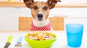 Veterinarii AVERTIZEAZĂ! De ce nu e bine să le dai carne crudă animalelor de companie