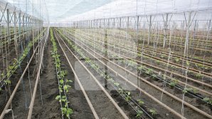 Încă 23 de producători agricoli au fost certificați GLOBAL G.A.P. și GRASP