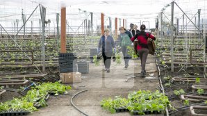 Veste bună pentru agricultori! Fermierii îşi pregătesc dosarele pentru a obţine primele subvenții din acest an