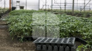 Veste bună pentru fermieri! AIPA a lansat programul de acordare a subvenţiilor în avans