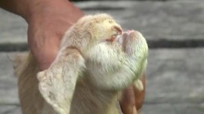 Ciclopii există! În Malaezia s-a născut un ied cu un singur ochi