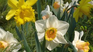 STUDIU: Un compus extras din narcise are proprităţi anticancerigene 