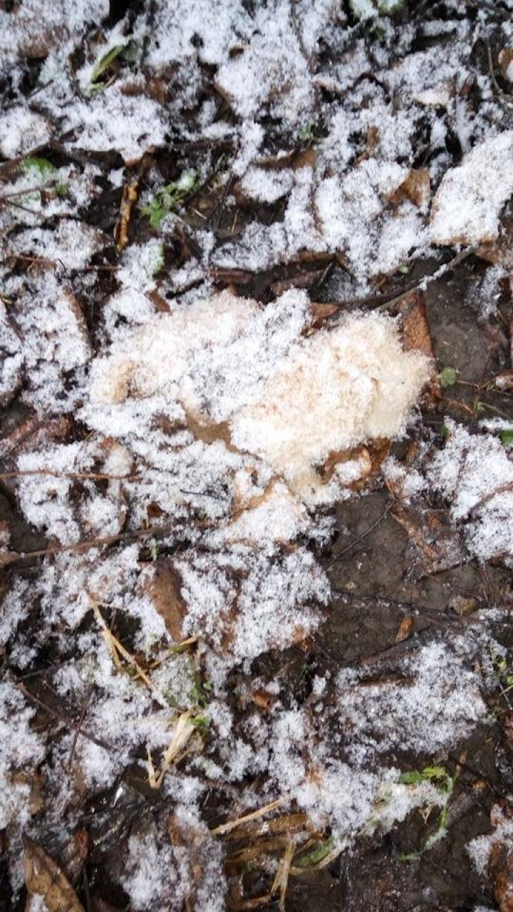 ÎNGROZITOR! Animale găsite UCISE pe strada Independenţei din Capitală (ATENŢIE, IMAGINILE VĂ POT AFECTA EMOŢIONAL)