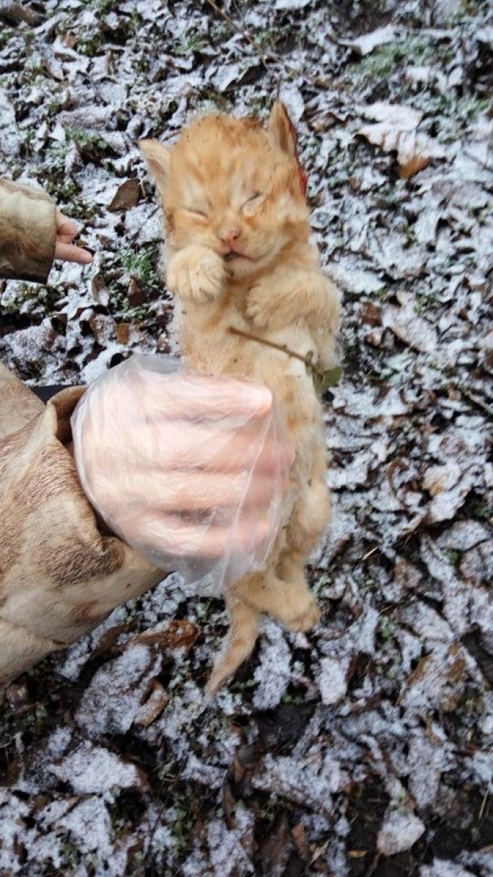 ÎNGROZITOR! Animale găsite UCISE pe strada Independenţei din Capitală (ATENŢIE, IMAGINILE VĂ POT AFECTA EMOŢIONAL)