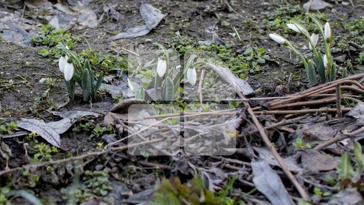 "Îţi scot ochii!" Echipa Publika, AMENINŢATĂ de vânzători care comercializează ILEGAL ghiocei la marginea pădurilor