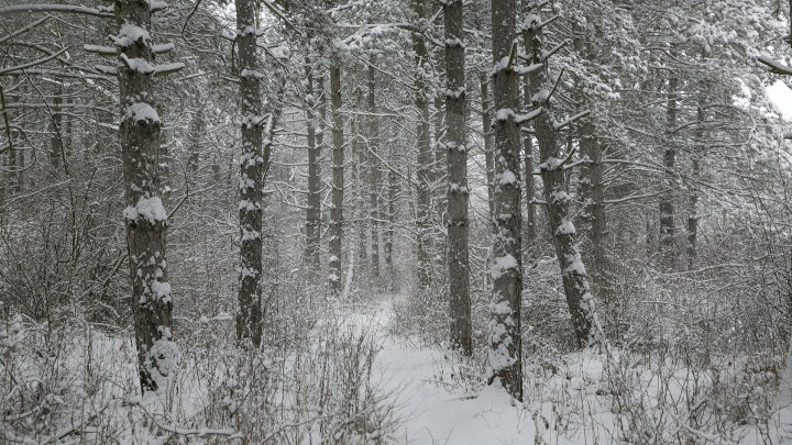 Ninsoarea a pus stăpânire pe întreaga ţară (GALERIE FOTO)