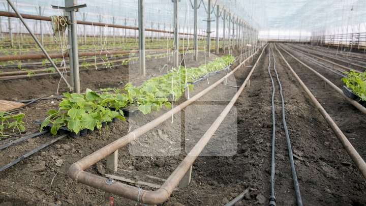 FORFOTĂ ÎN SERELE DIN ŢARĂ. Agricultorii au început deja plantarea legumelor