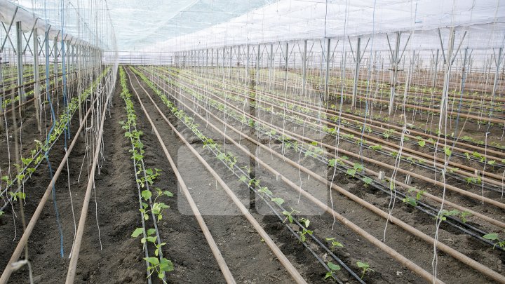 FORFOTĂ ÎN SERELE DIN ŢARĂ. Agricultorii au început deja plantarea legumelor