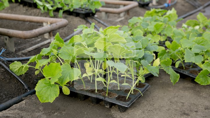 FORFOTĂ ÎN SERELE DIN ŢARĂ. Agricultorii au început deja plantarea legumelor