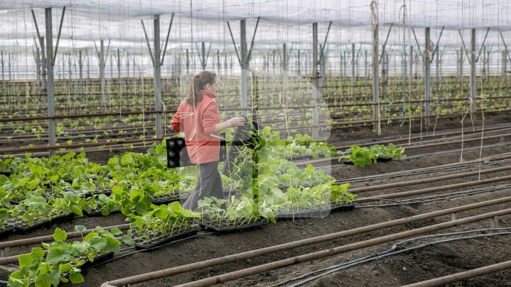 FORFOTĂ ÎN SERELE DIN ŢARĂ. Agricultorii au început deja plantarea legumelor