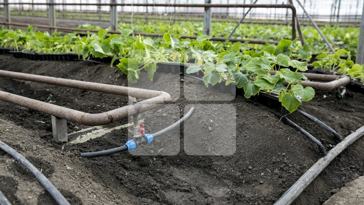 FORFOTĂ ÎN SERELE DIN ŢARĂ. Agricultorii au început deja plantarea legumelor