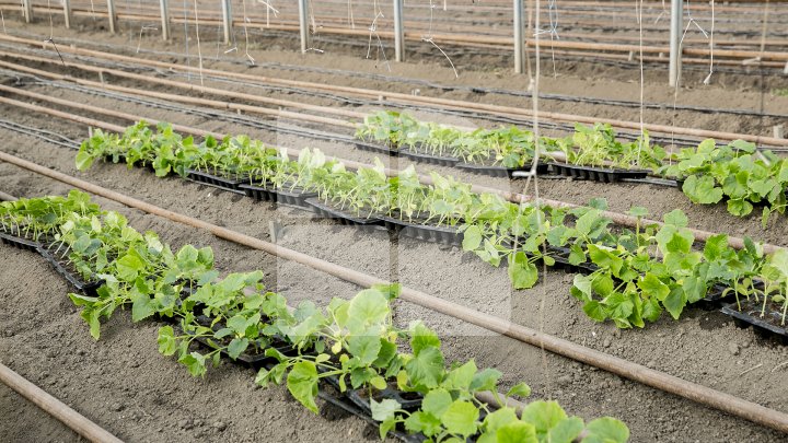 FORFOTĂ ÎN SERELE DIN ŢARĂ. Agricultorii au început deja plantarea legumelor