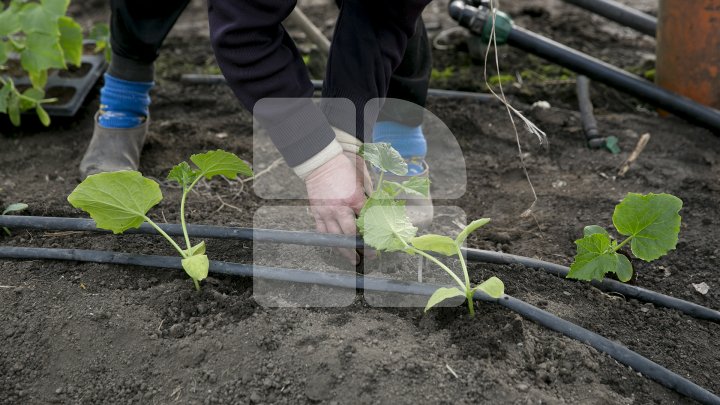 FORFOTĂ ÎN SERELE DIN ŢARĂ. Agricultorii au început deja plantarea legumelor