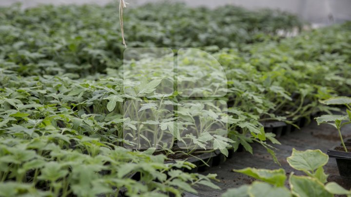 FORFOTĂ ÎN SERELE DIN ŢARĂ. Agricultorii au început deja plantarea legumelor