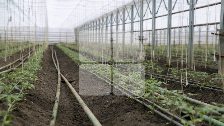 FORFOTĂ ÎN SERELE DIN ŢARĂ. Agricultorii au început deja plantarea legumelor