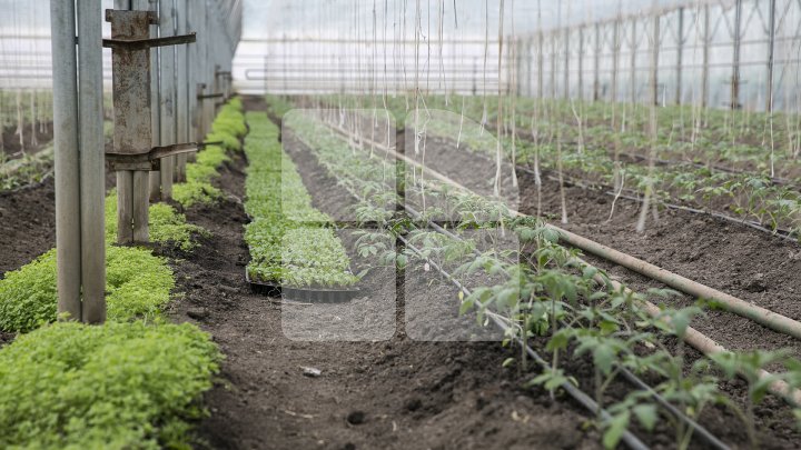 FORFOTĂ ÎN SERELE DIN ŢARĂ. Agricultorii au început deja plantarea legumelor