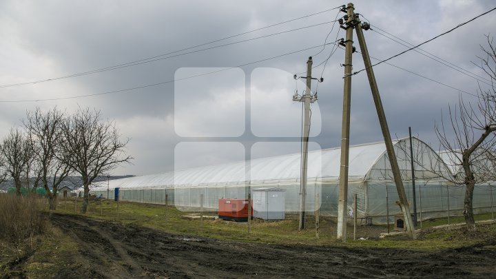 FORFOTĂ ÎN SERELE DIN ŢARĂ. Agricultorii au început deja plantarea legumelor